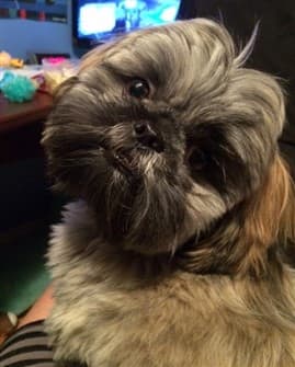 Shih tzu best sale stains around mouth